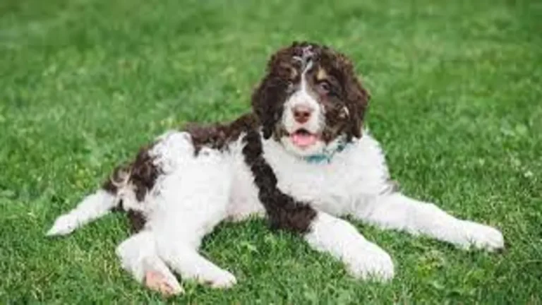 Bernedoodle