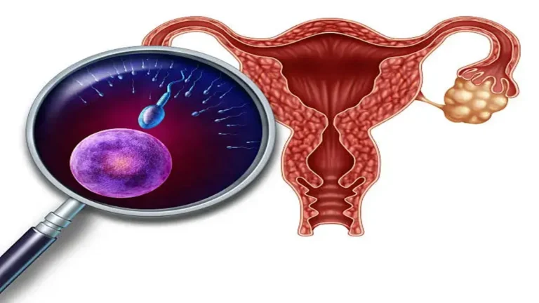 Blighted Ovum: Causes, Diagnosis and Recovery Explained