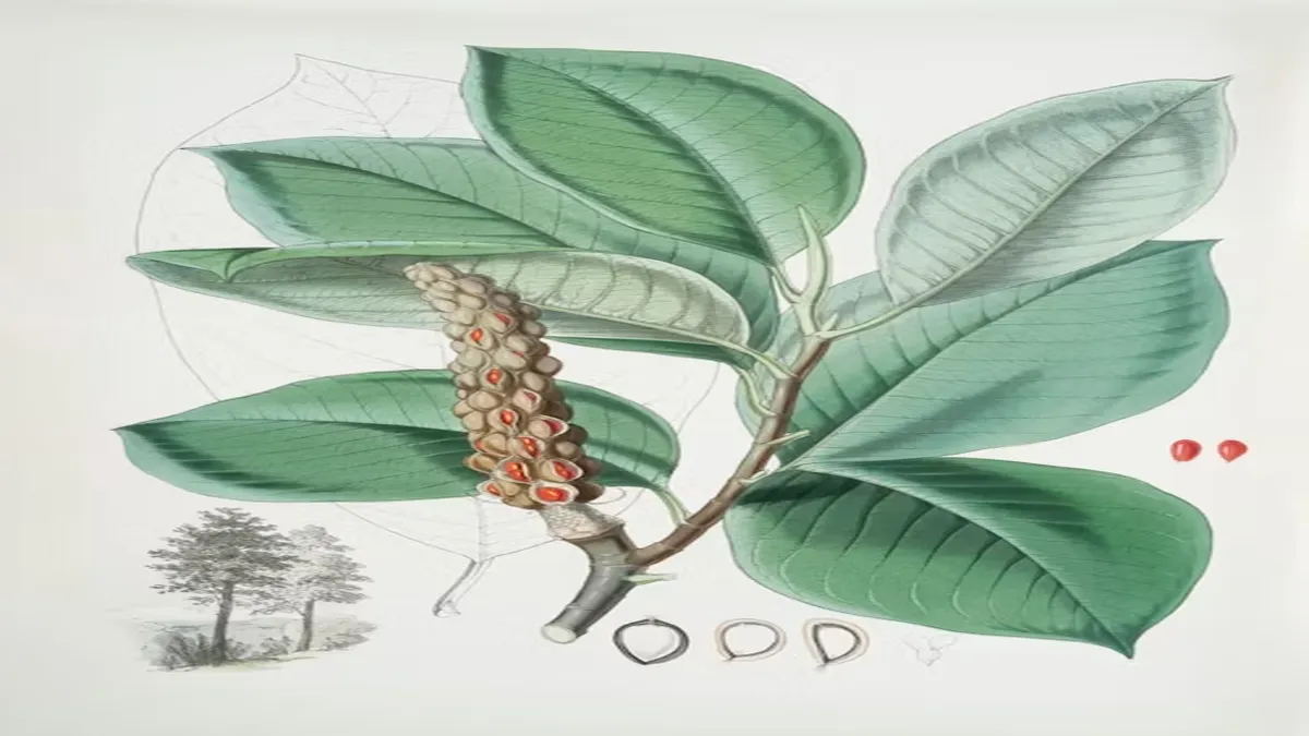 نبات الدبق شبه الطفيلي