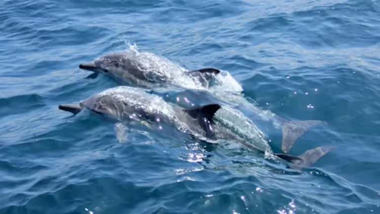 Dolphins vs Porpoise: Key Differences & Conservation